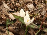 010 Crocus Albiflorus.JPG